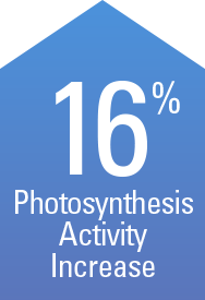 CROP+ resulted in a 16% increase in photosynthesis activity